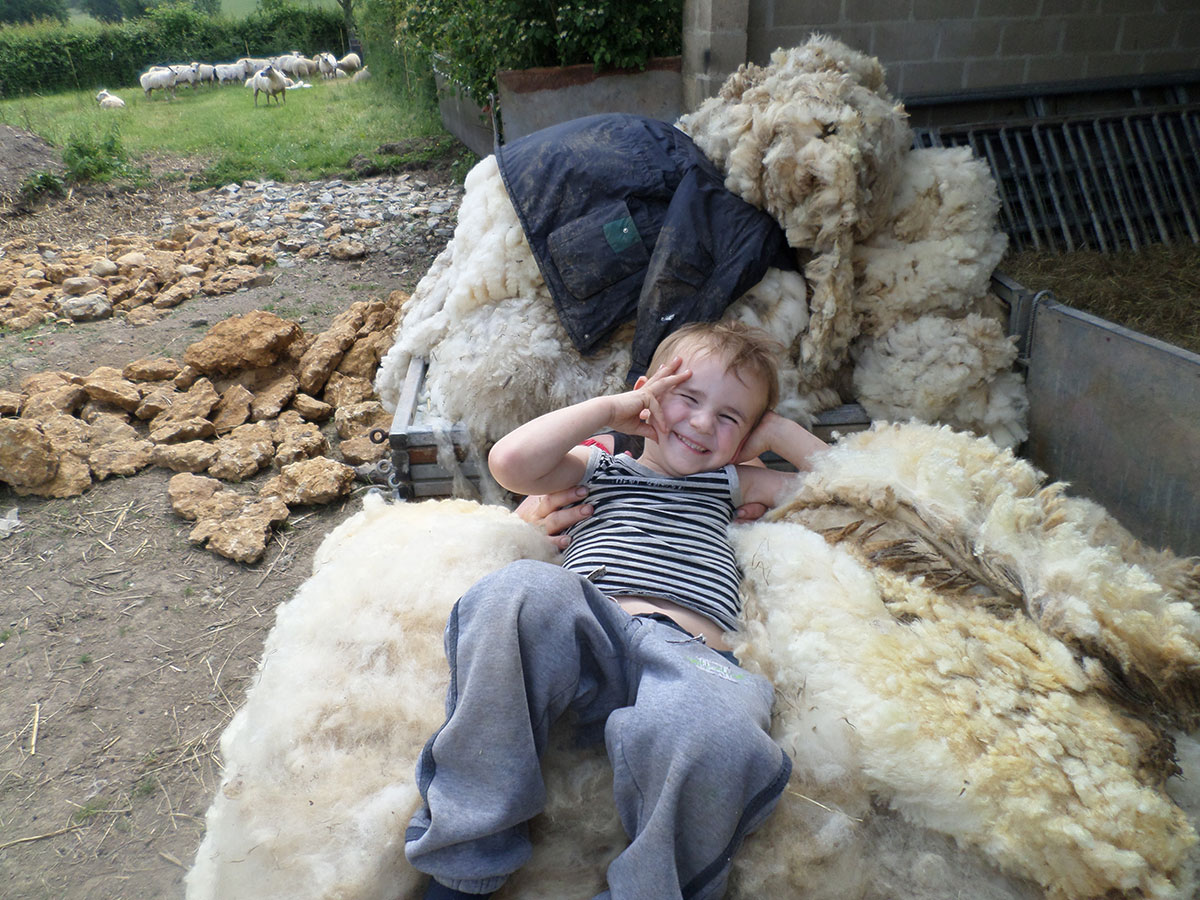 In the wool pile